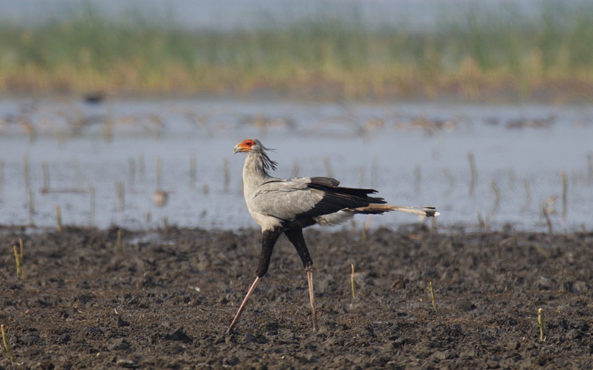 ヘビクイワシ - ML644425549