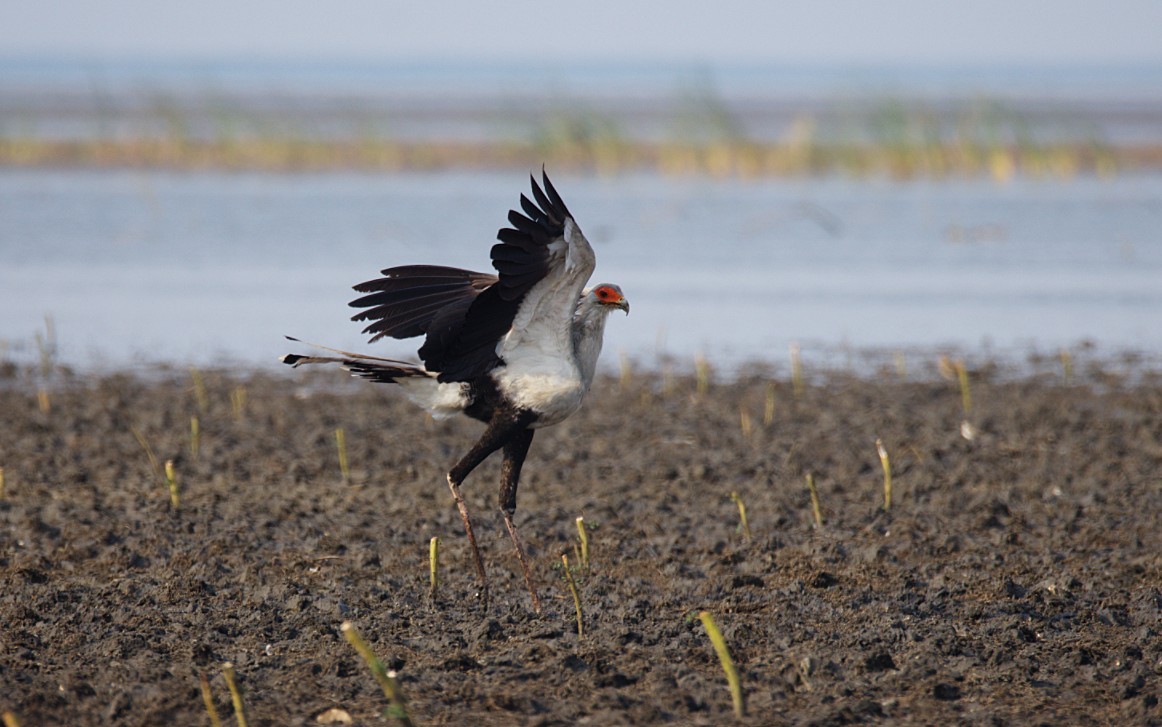 ヘビクイワシ - ML644425550