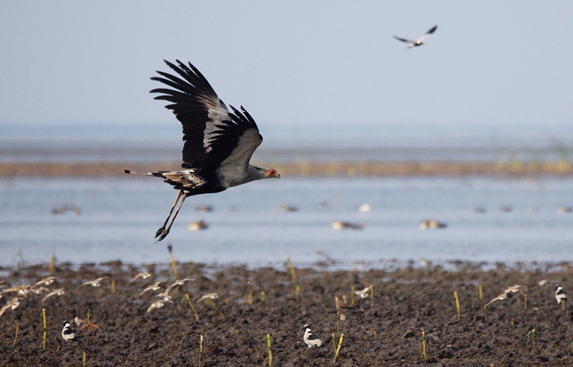 ヘビクイワシ - ML644425551