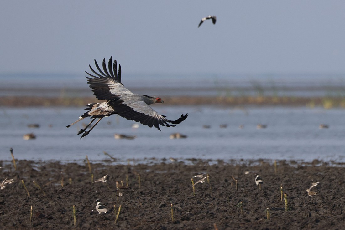 ヘビクイワシ - ML644425552