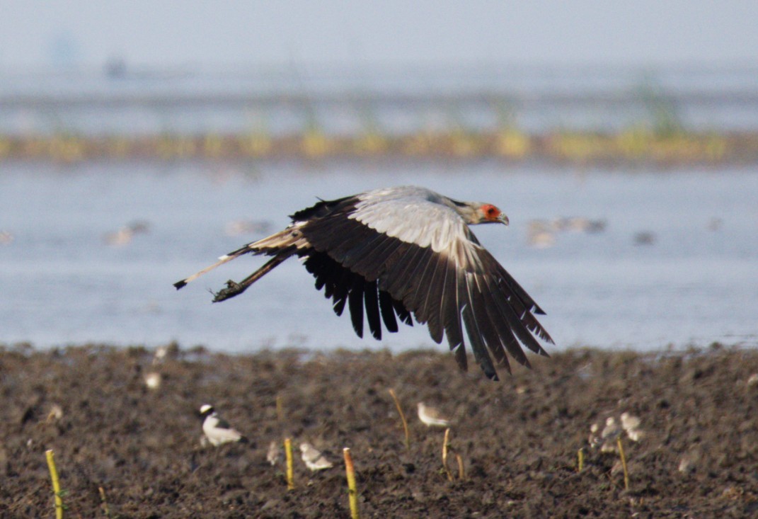 ヘビクイワシ - ML644425553