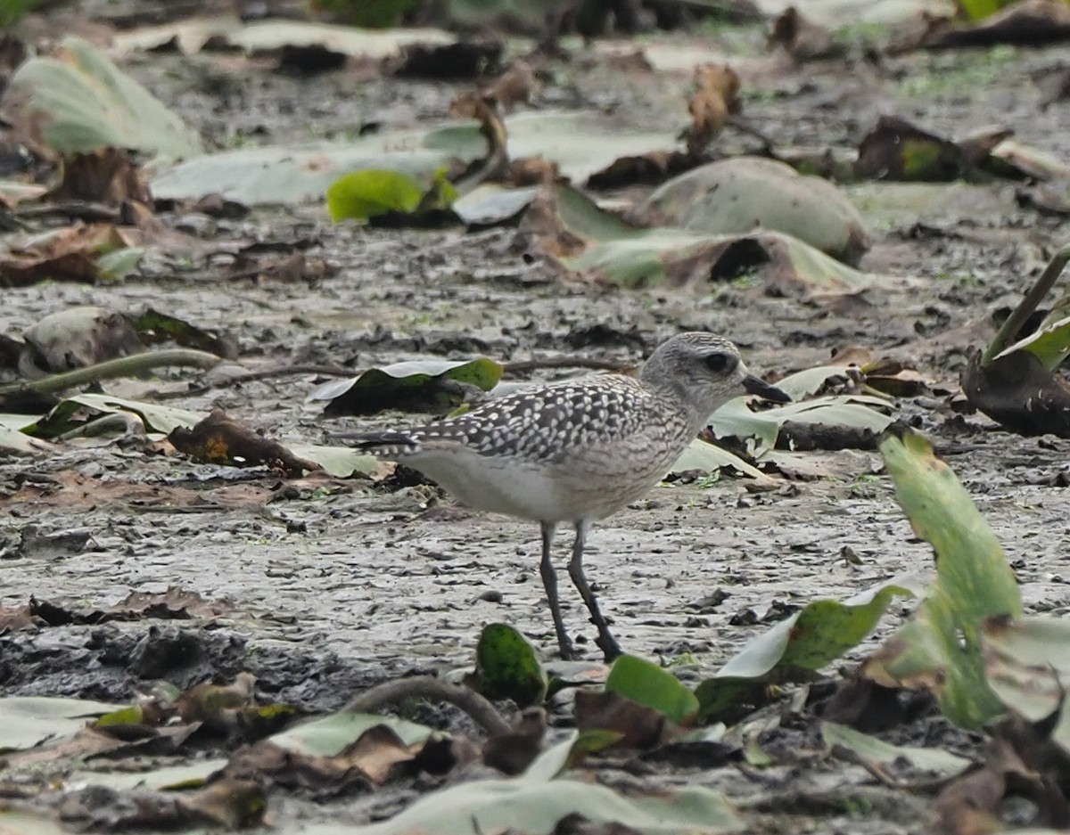 灰斑鴴 - ML644425554