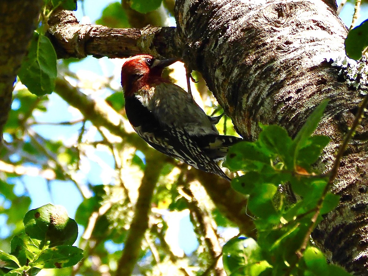 Pic à poitrine rouge - ML644425555