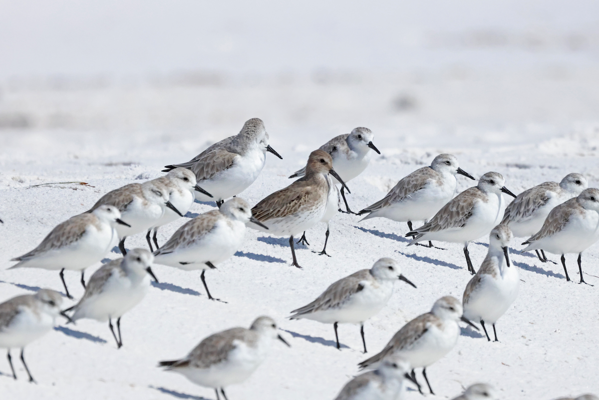 Dunlin - ML644425561