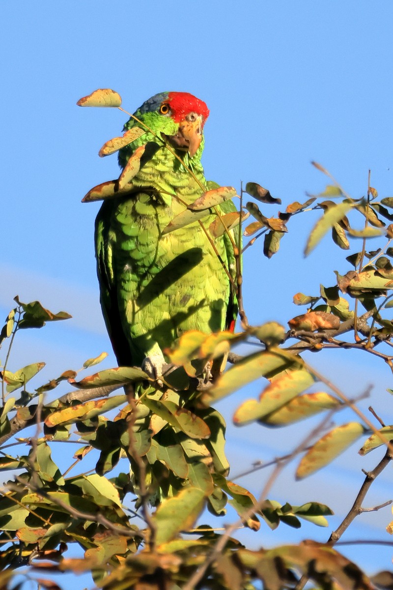 Red-crowned Amazon - ML644425562