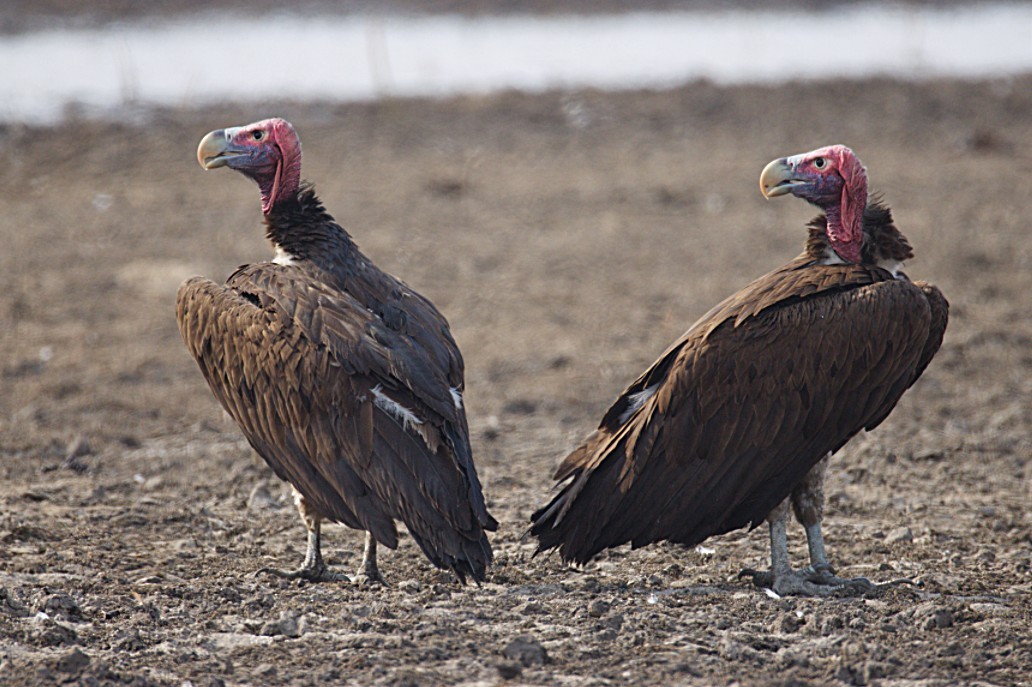 sup ušatý - ML644425564