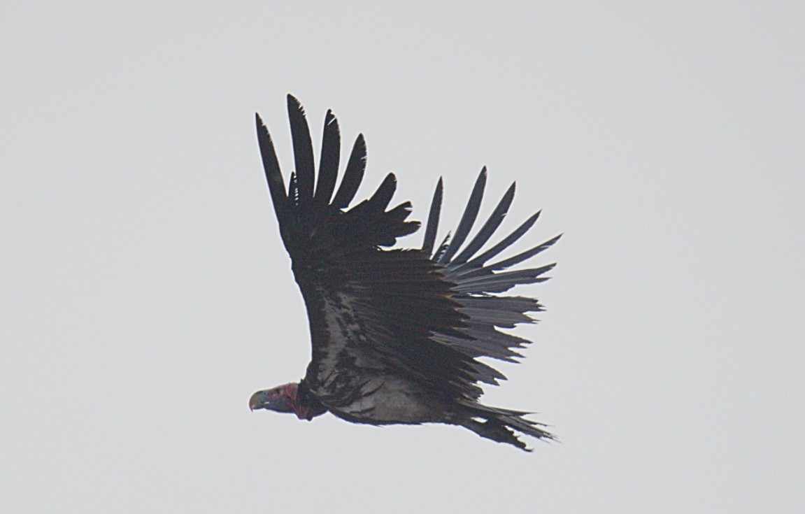 sup ušatý - ML644425565