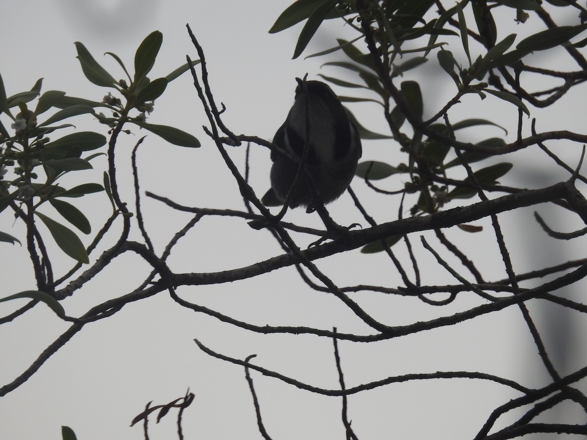 Crescent Honeyeater - ML644425574