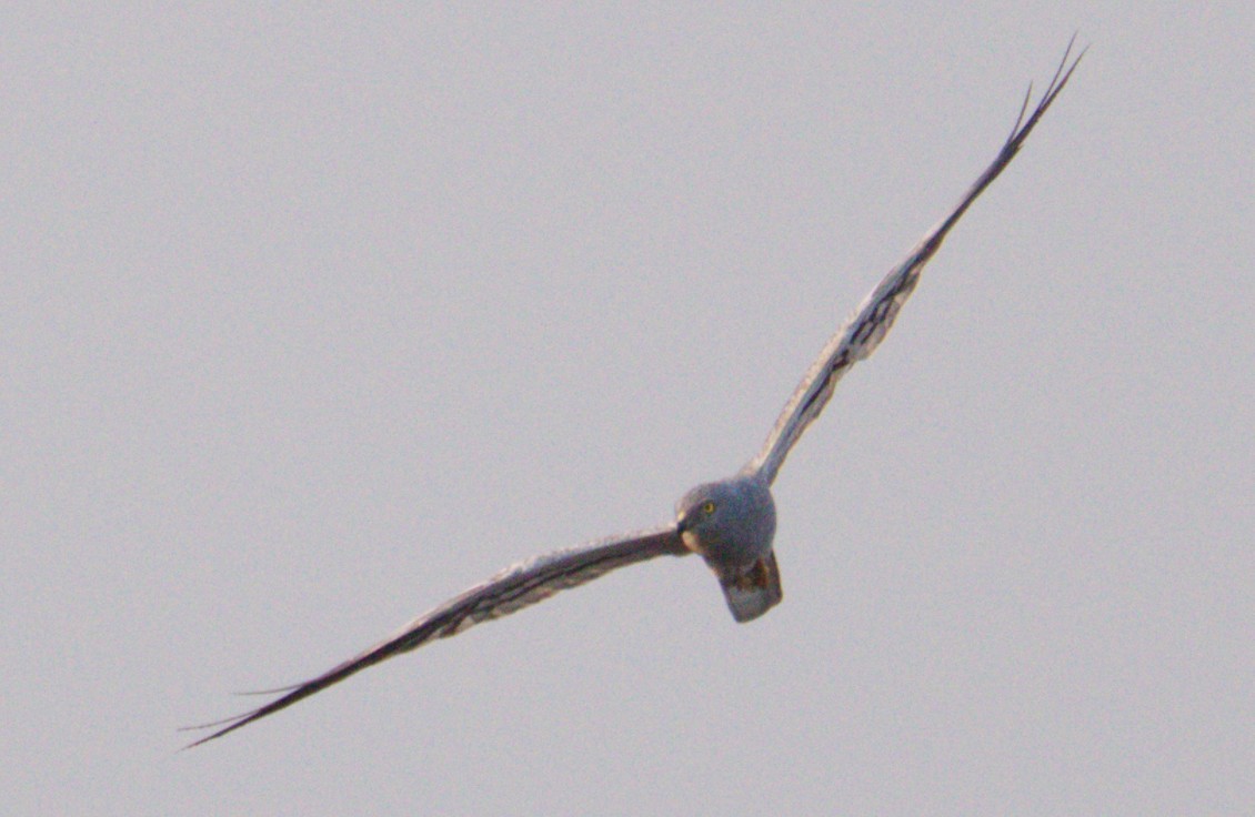 Montagu's Harrier - ML644425576