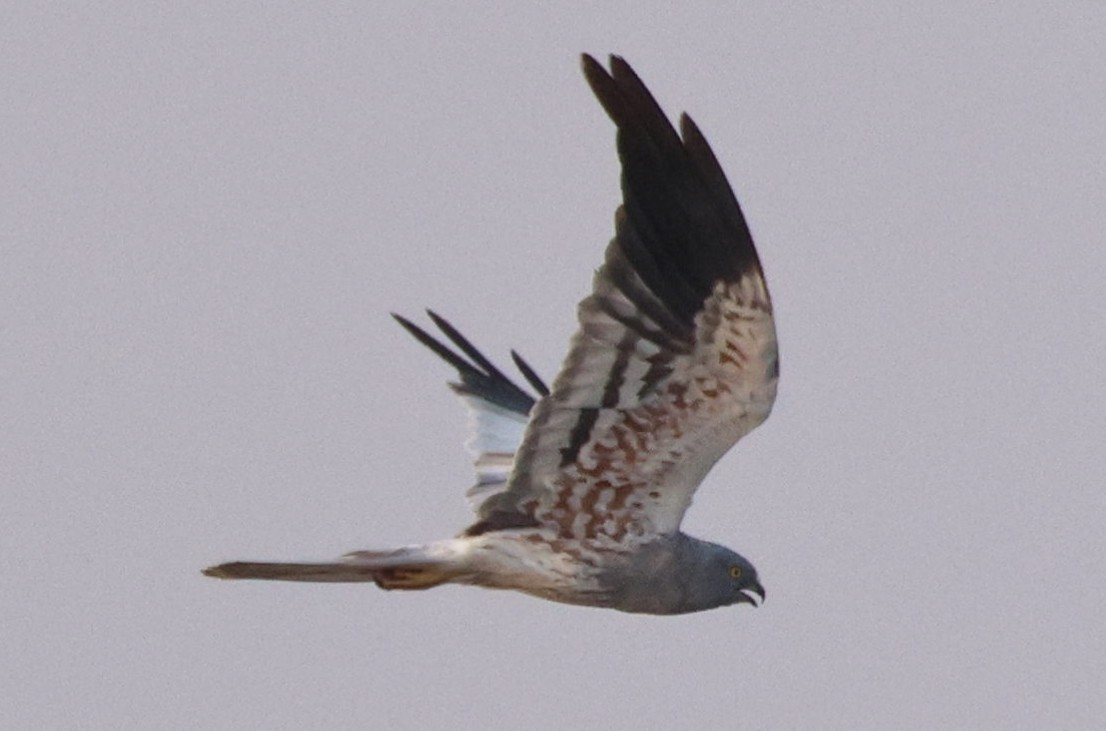 Montagu's Harrier - ML644425577