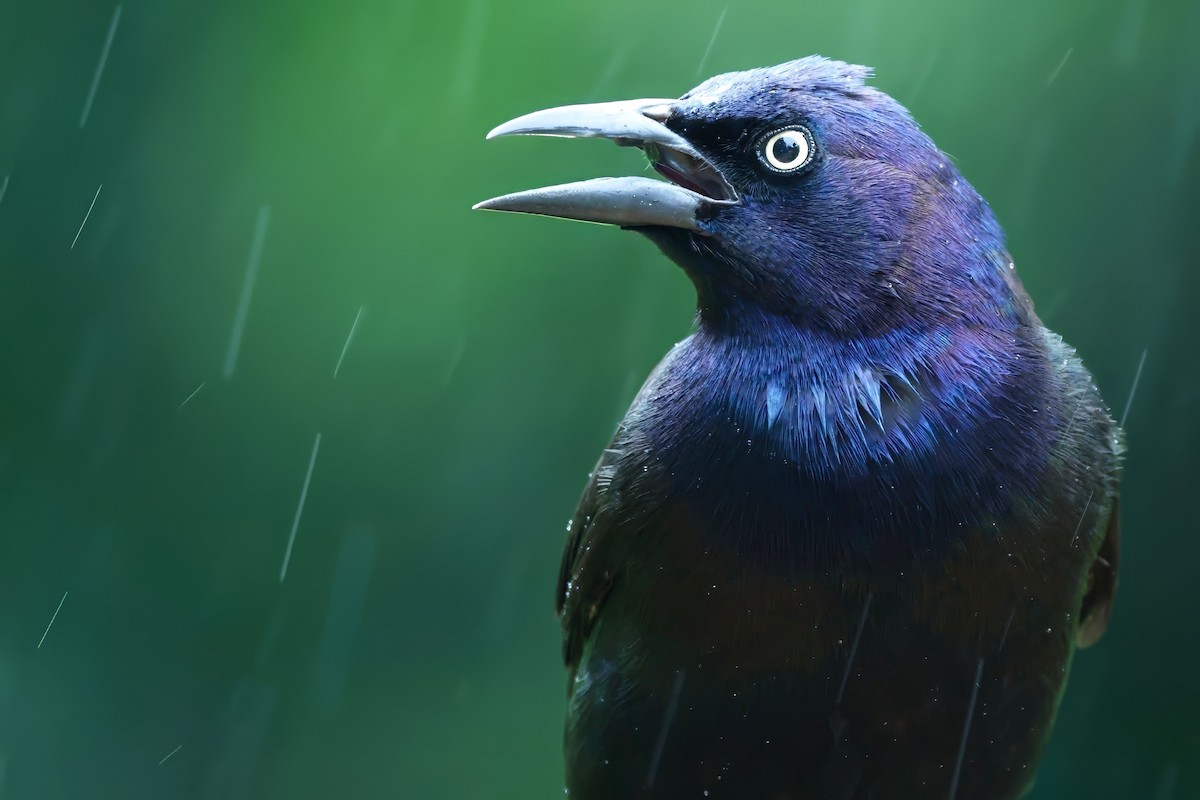 Common Grackle - ML644425587