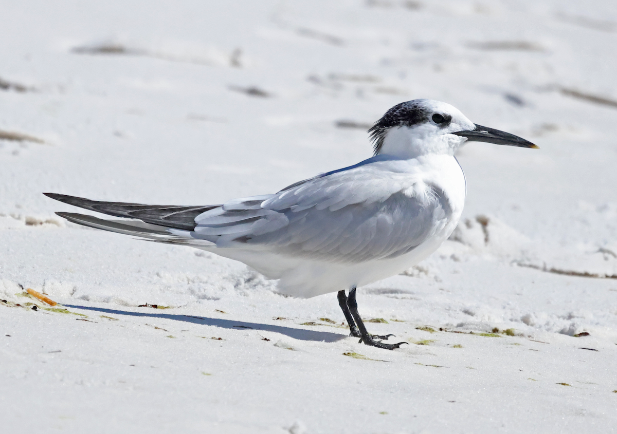 Sandwich Tern - ML644425588