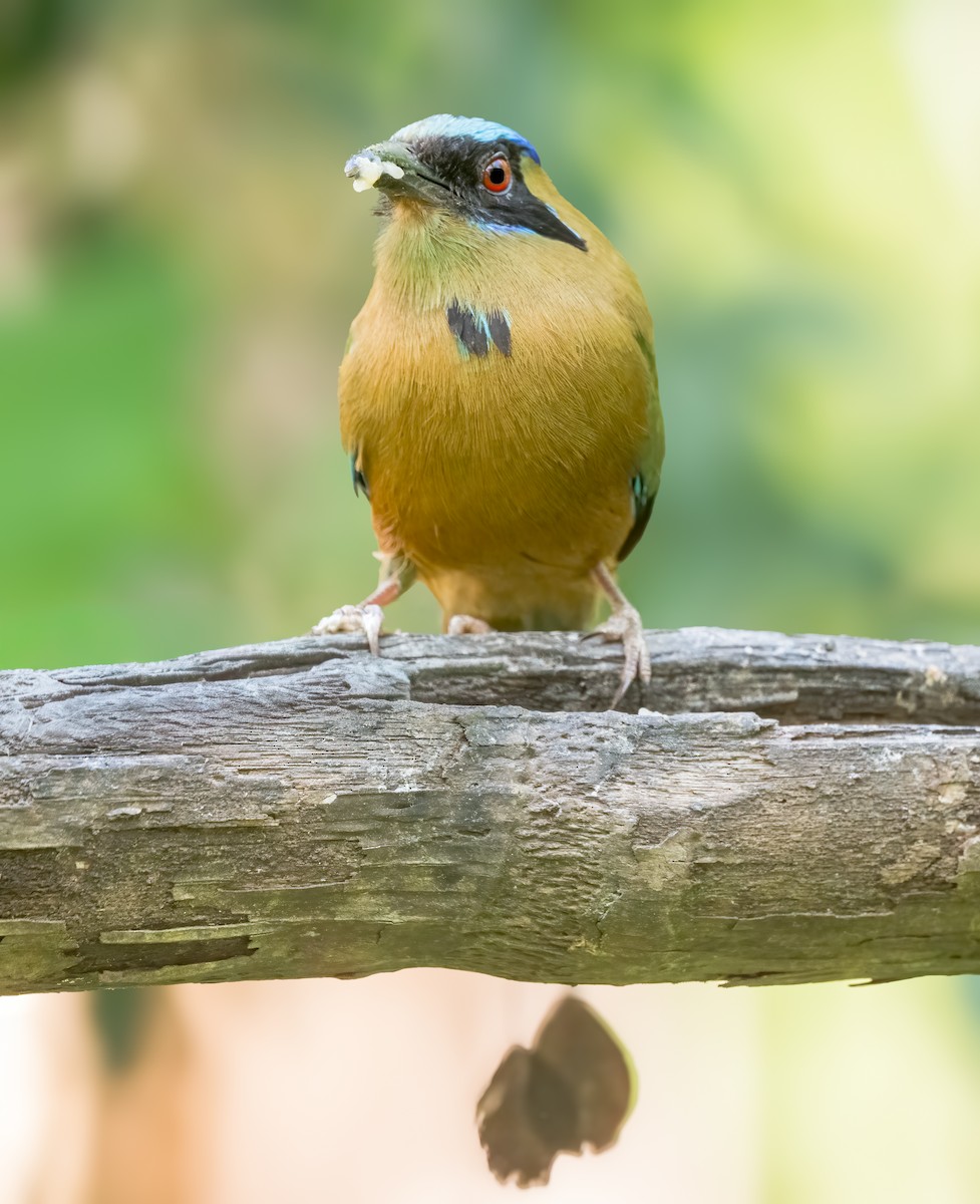 Whooping Motmot - ML644425590