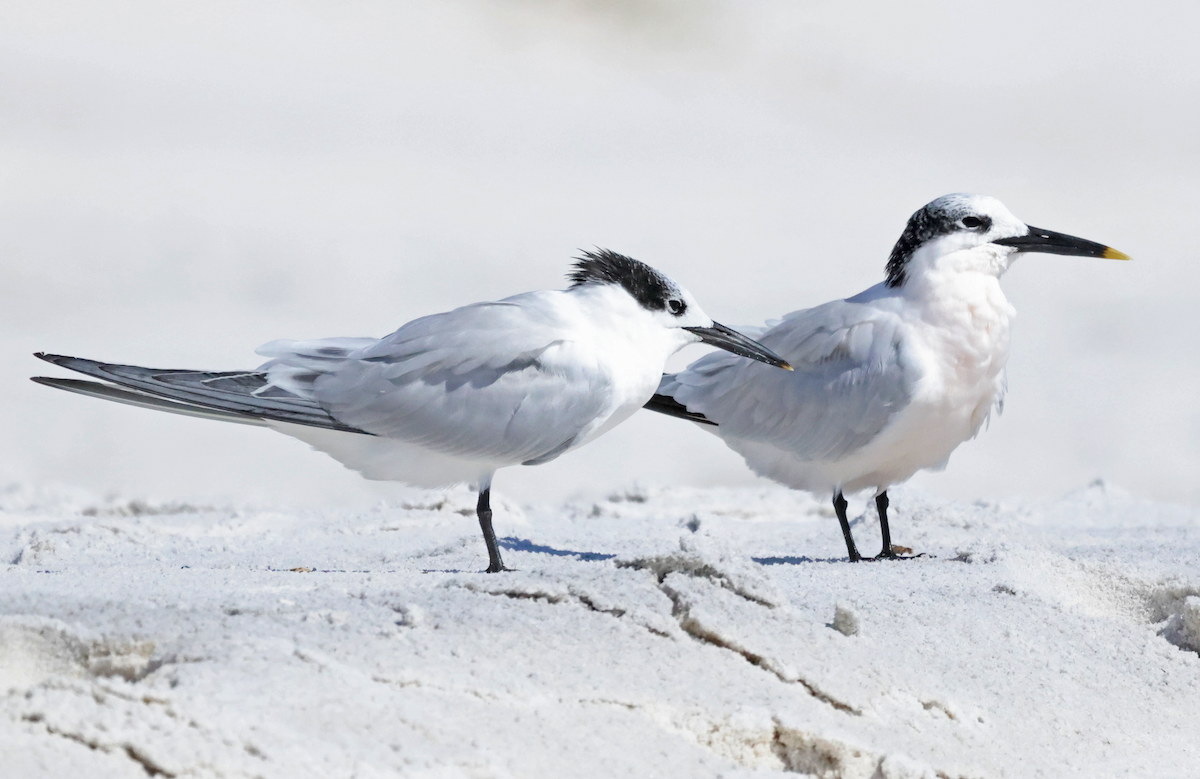 Sandwich Tern - ML644425599