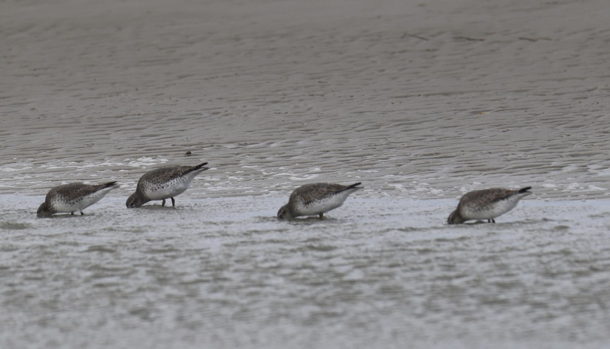 Bécasseau maubèche - ML644425603