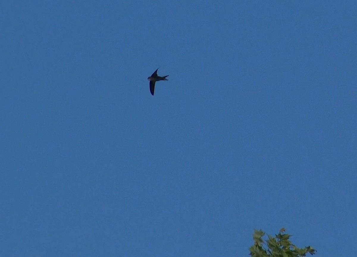 kanariseiler - ML644425610