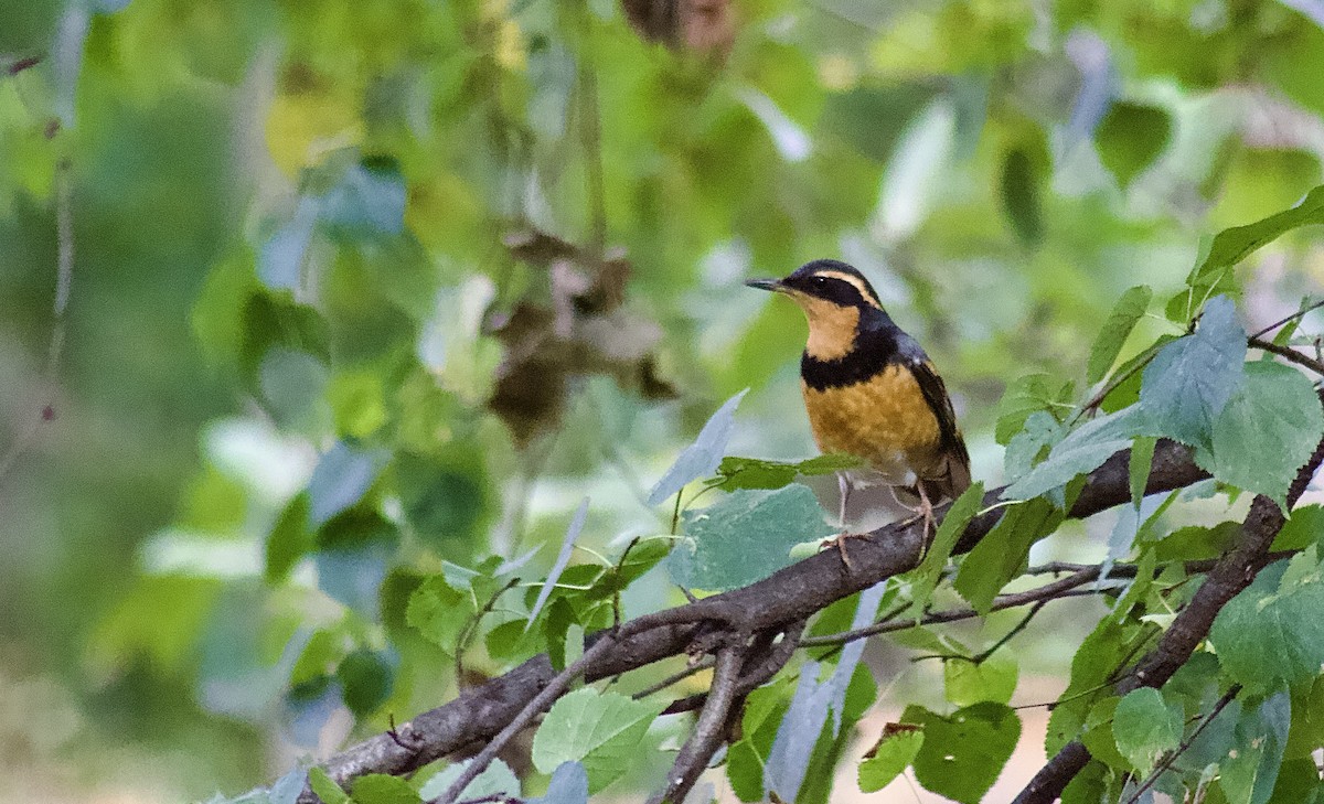 Turuncu Ardıç - ML644425617