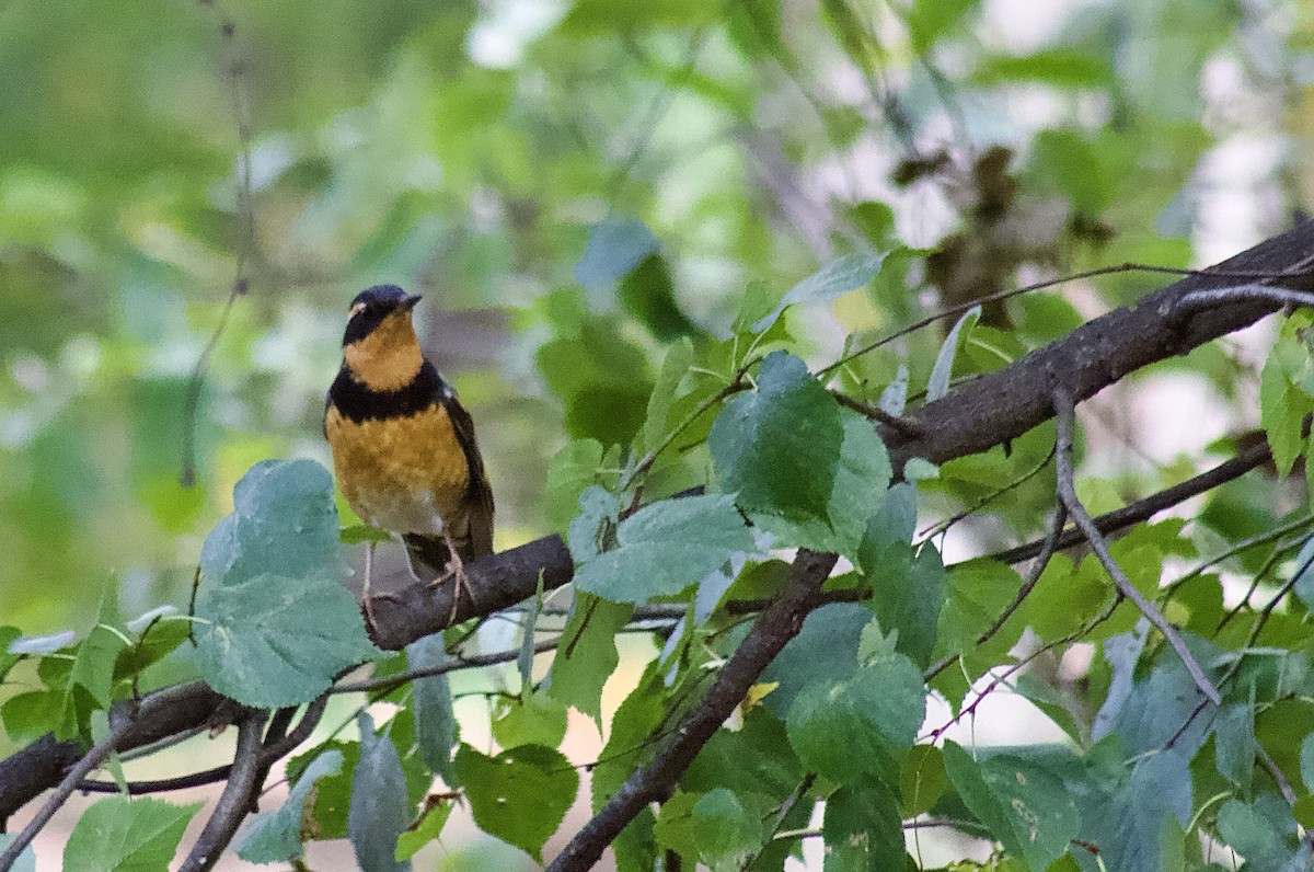 Turuncu Ardıç - ML644425618