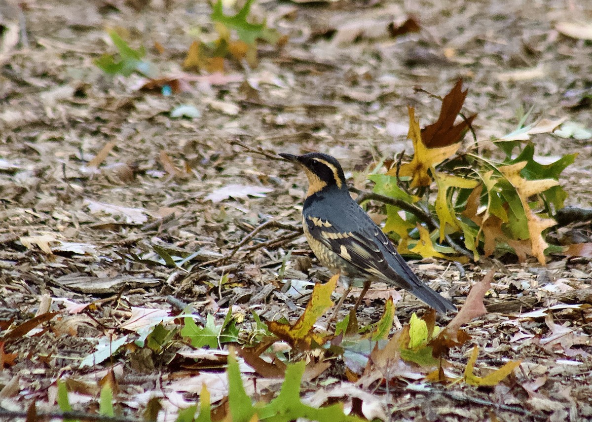 Turuncu Ardıç - ML644425619