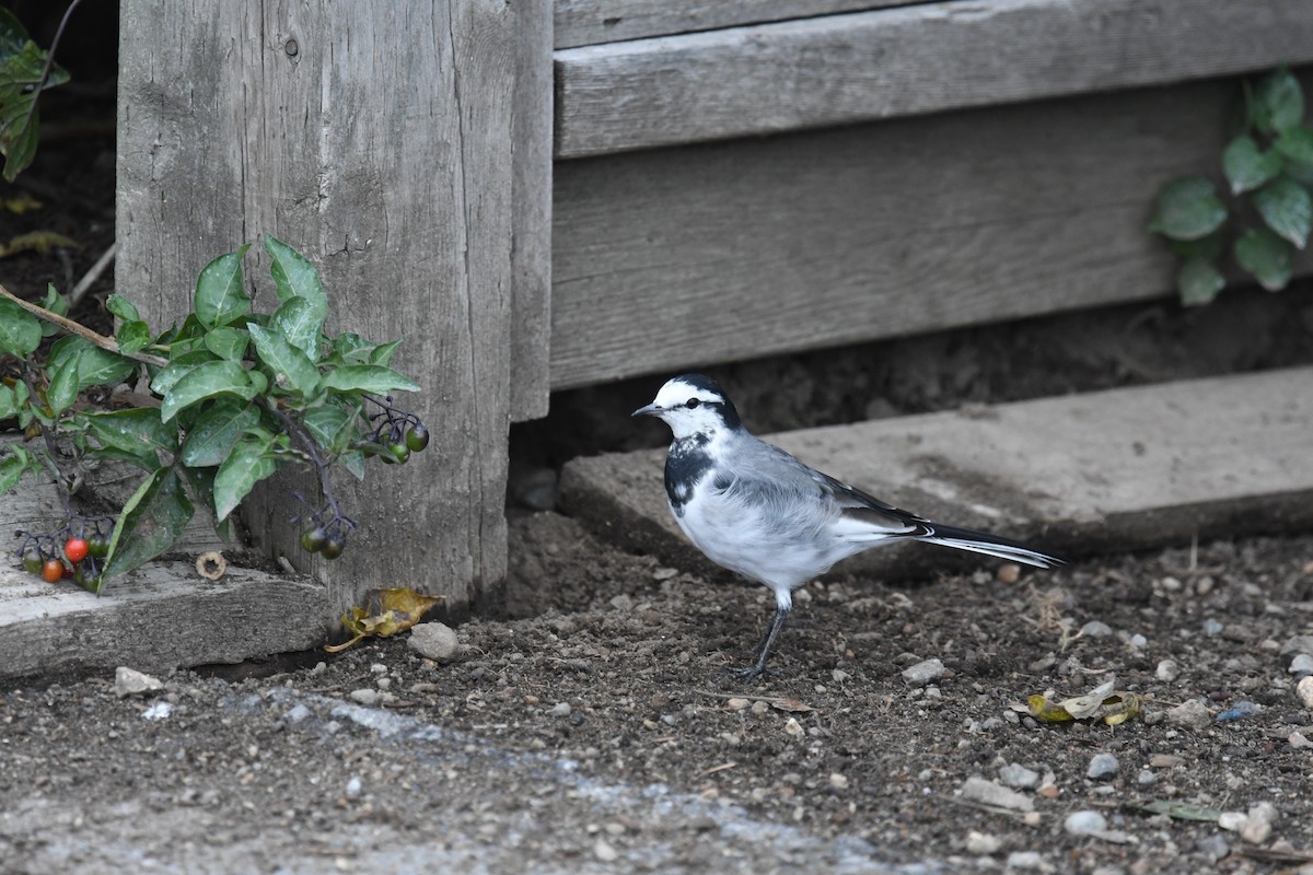 Buztanikara zuria - ML644425620