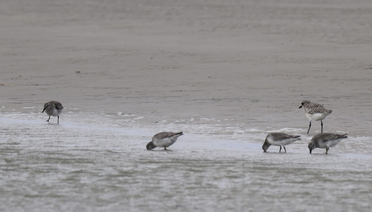 Bécasseau maubèche - ML644425624