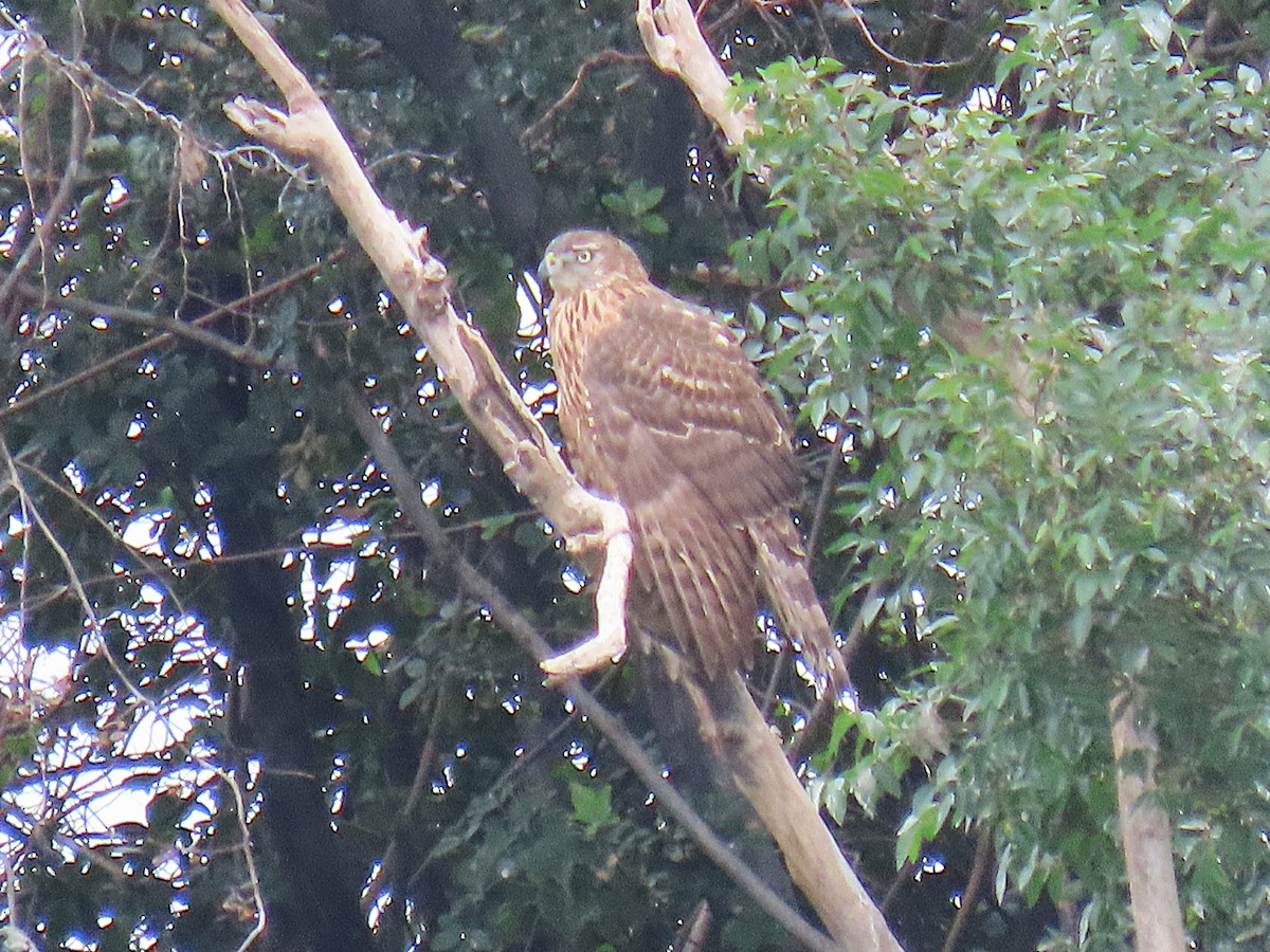 Aztore eurasiarra - ML644425628