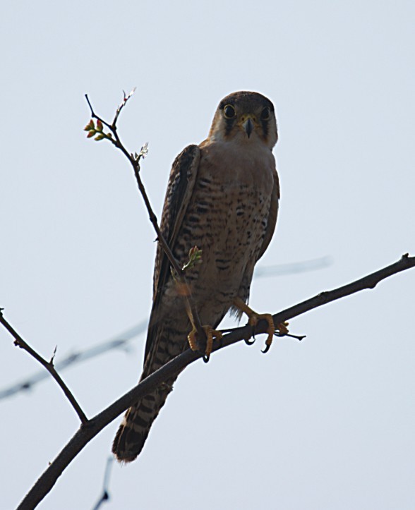 Red-necked Falcon - ML644425632