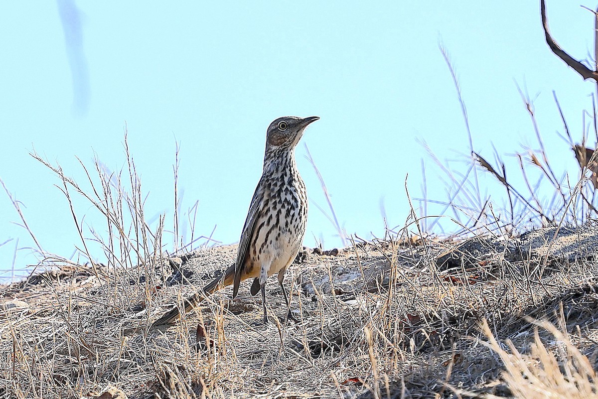 Sage Thrasher - ML644425640