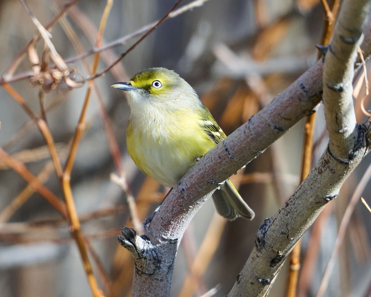 Віреон білоокий - ML644425641