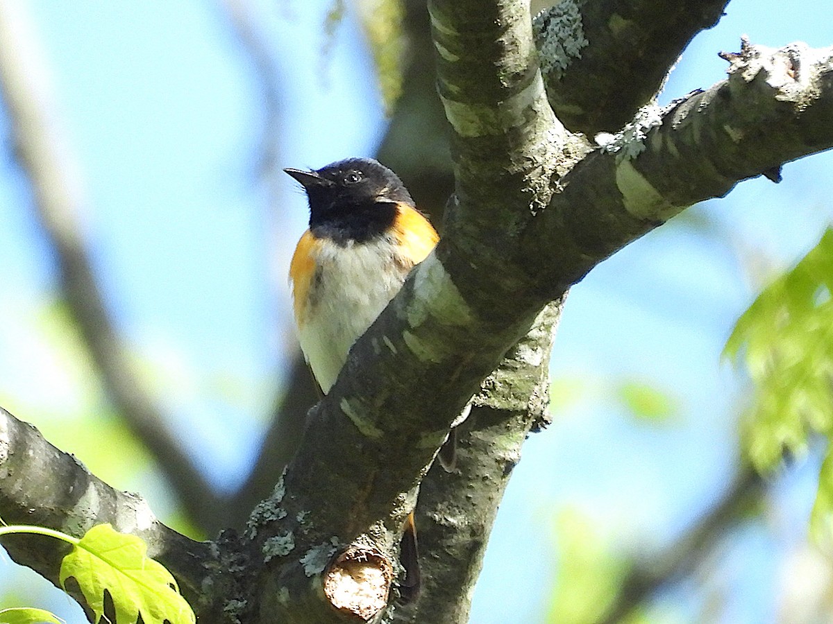 American Redstart - ML644425656