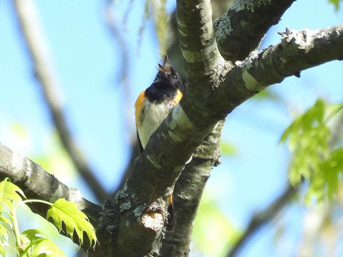 American Redstart - ML644425657