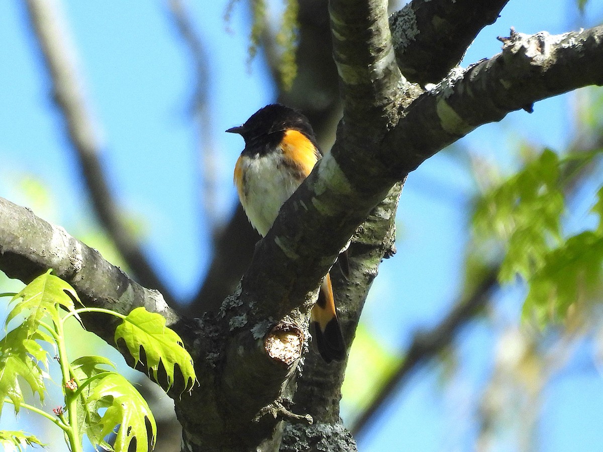 American Redstart - ML644425658