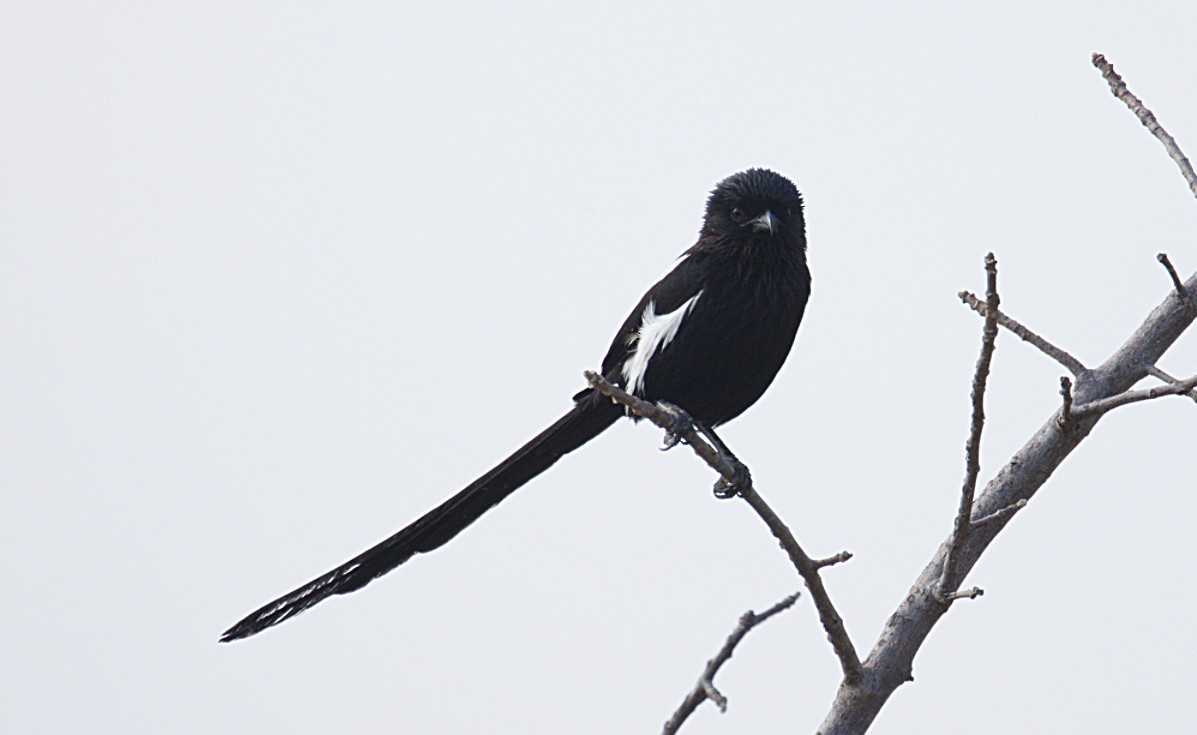 Magpie Shrike - ML644425660
