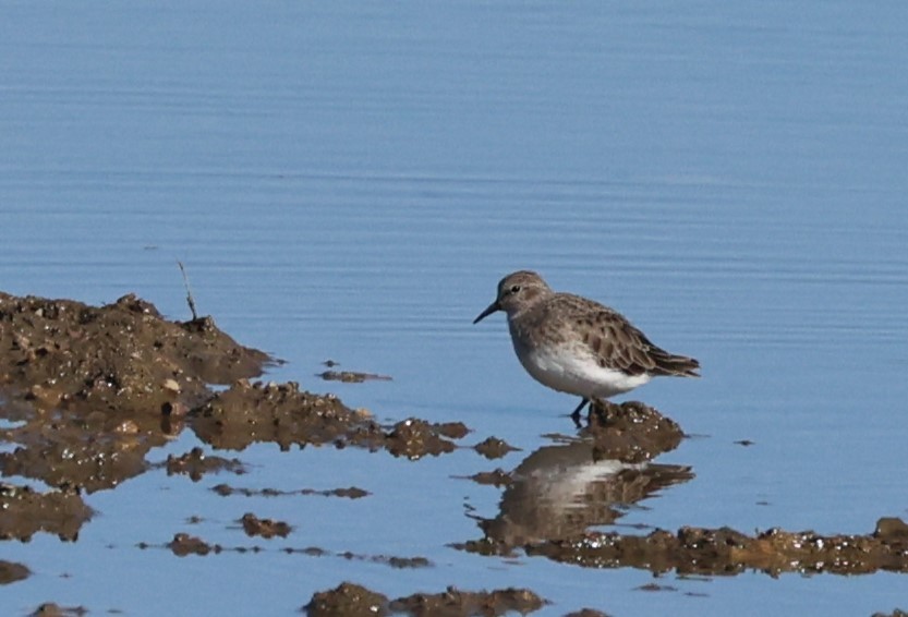 Least Sandpiper - ML644425662
