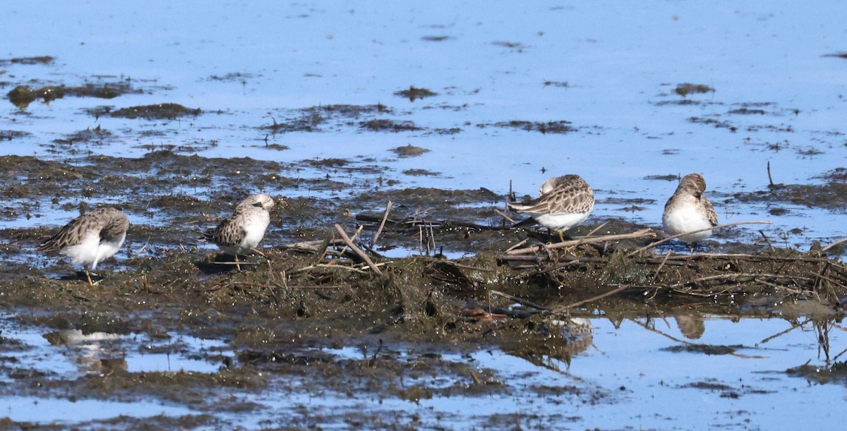 Least Sandpiper - ML644425663