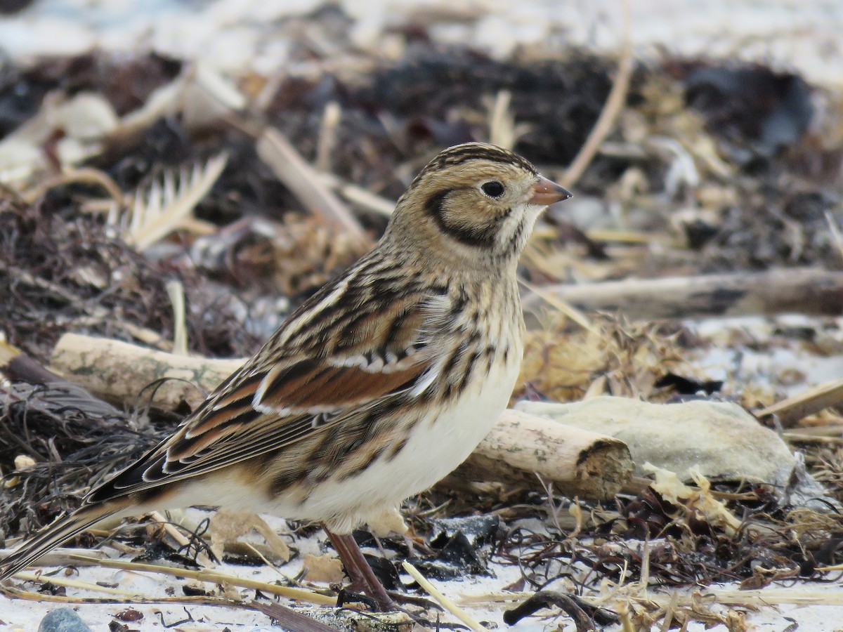 鐵爪鵐 - ML644425670