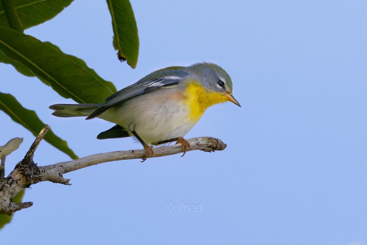 Northern Parula - ML644425674