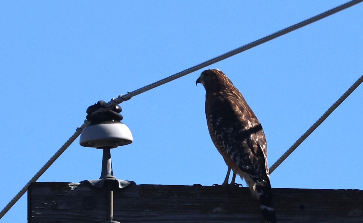 Red-shouldered Hawk - ML644425680
