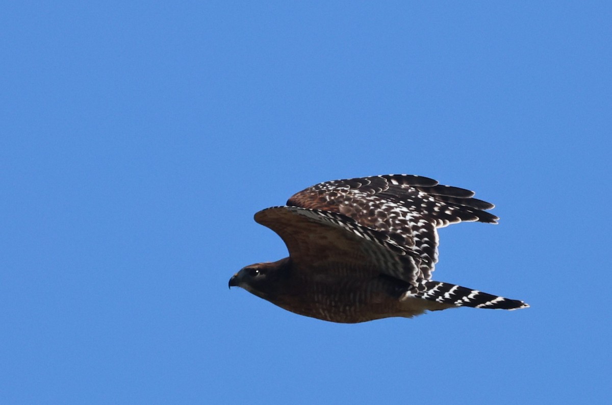 Red-shouldered Hawk - ML644425681