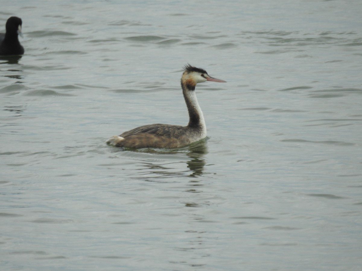 Great Crested Grebe - ML644425686
