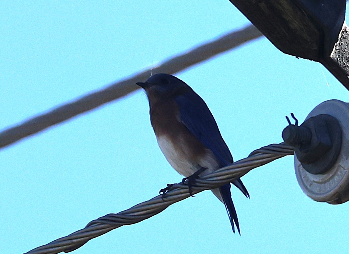 Eastern Bluebird - ML644425690