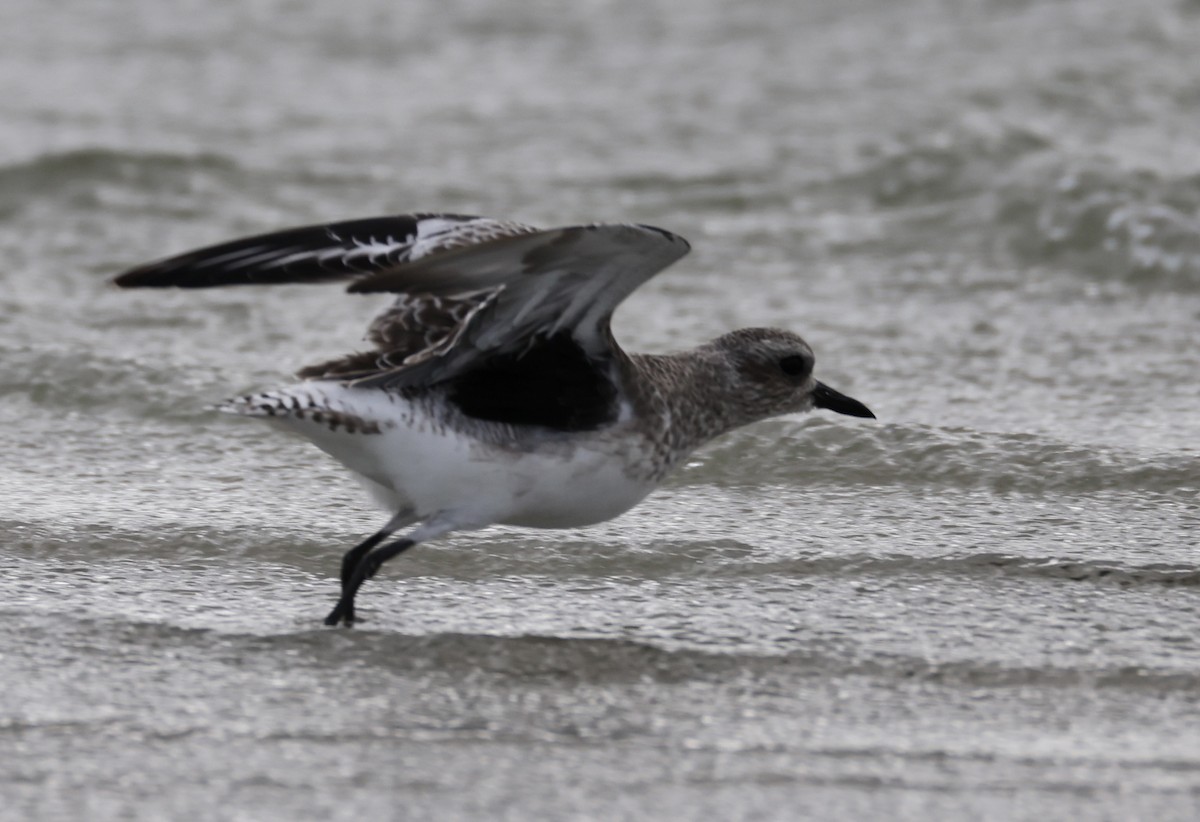 灰斑鴴 - ML644425694