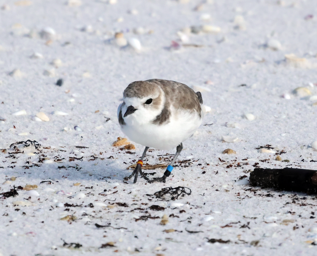 Snowy Plover - ML644425700