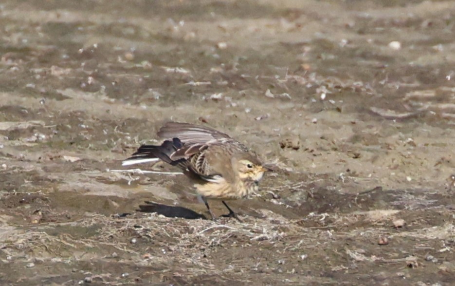 American Pipit - ML644425702