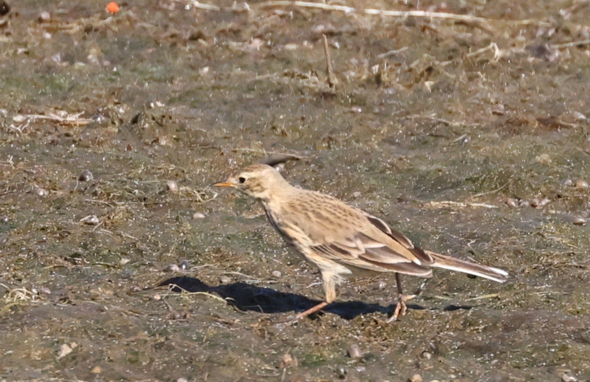 American Pipit - ML644425703