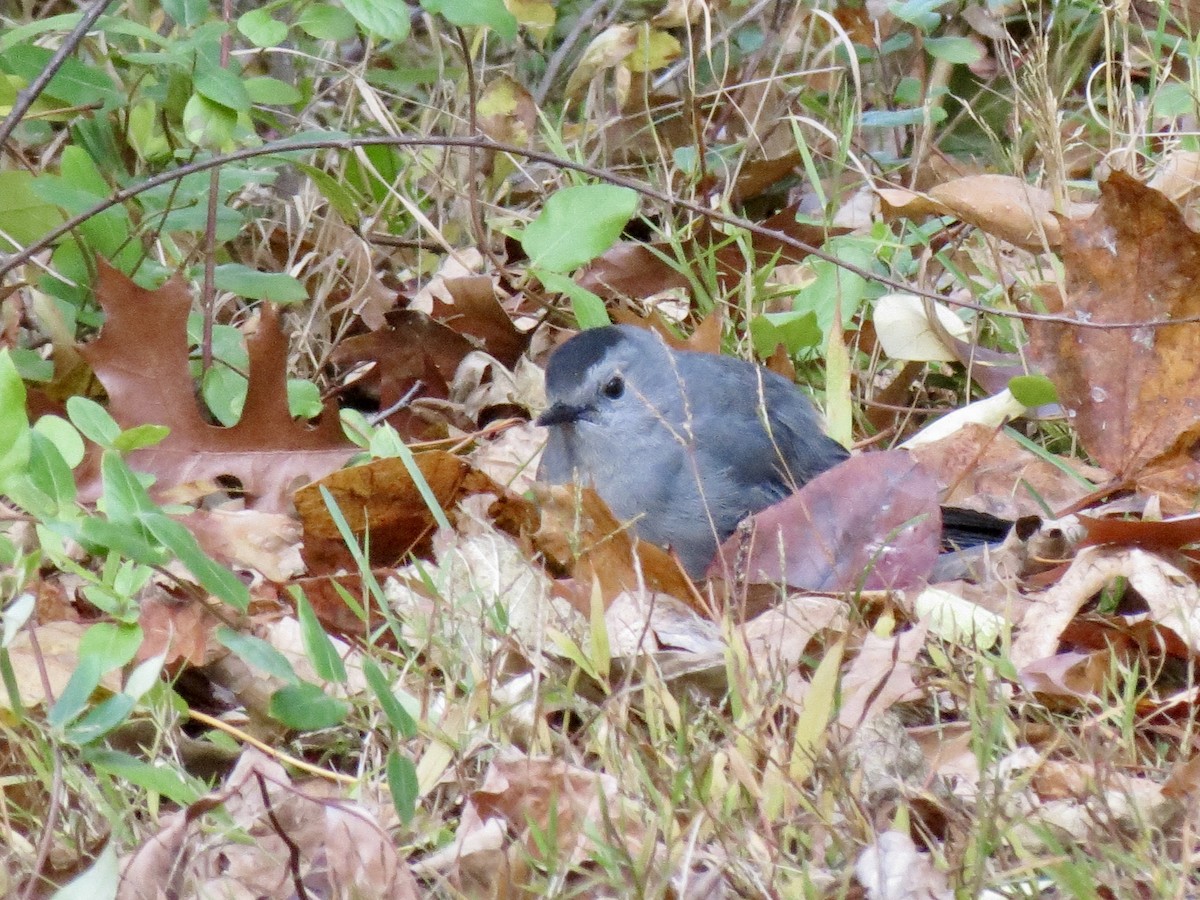 Gray Catbird - ML644425709