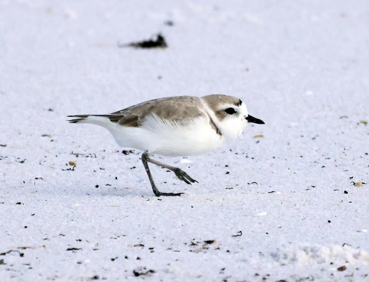 Snowy Plover - ML644425711