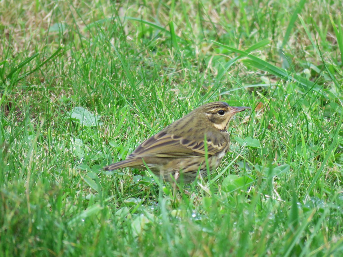 樹鷚 - ML644425715