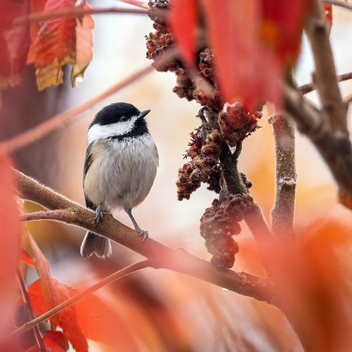 Black-capped Chickadee - ML644425722