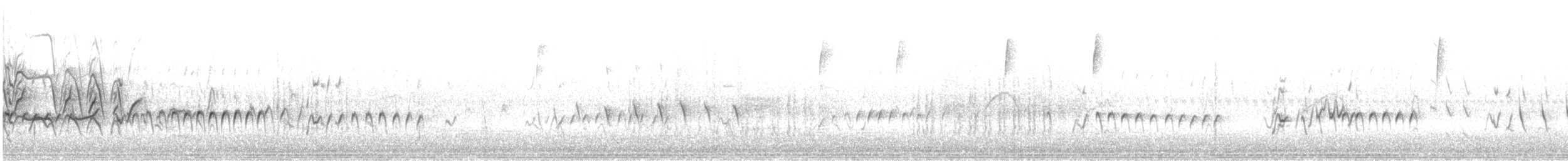 Black-bellied Whistling-Duck - ML644425723